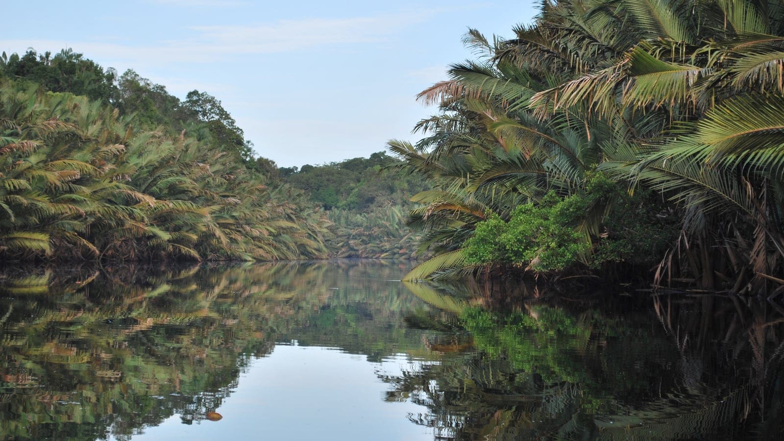 Nipa palms fringing a still blackwater channel in Berbak National Park, Jambi, Sumatra.