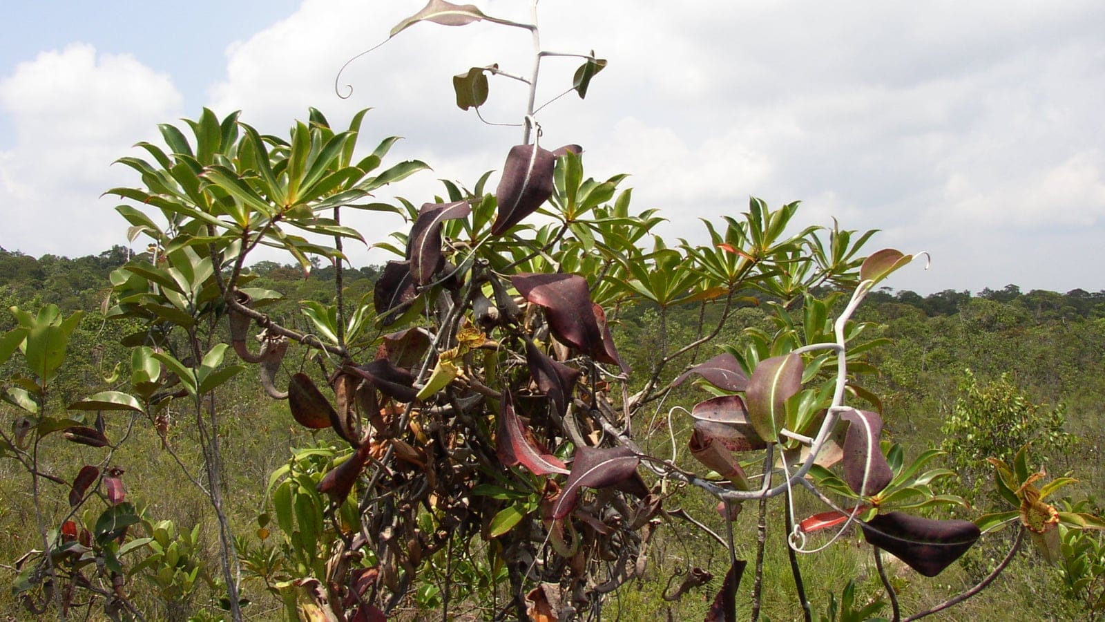 Nepenthes pitchers climbing through low heath scrub at Bako National Park, Sarawak.