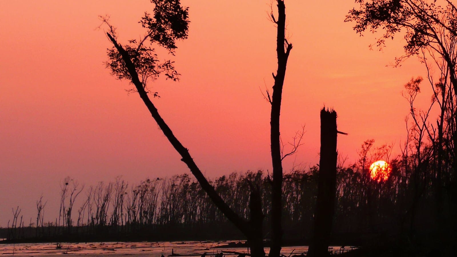 Dead standing trunks silhouetted against a red sunset over tidal mudflats in the Sundarbans, Bangladesh.