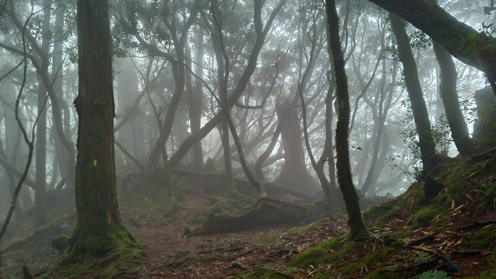 Fog among mossy trunks in evergreen broadleaf forest at Chatianshan, northern Taiwan.