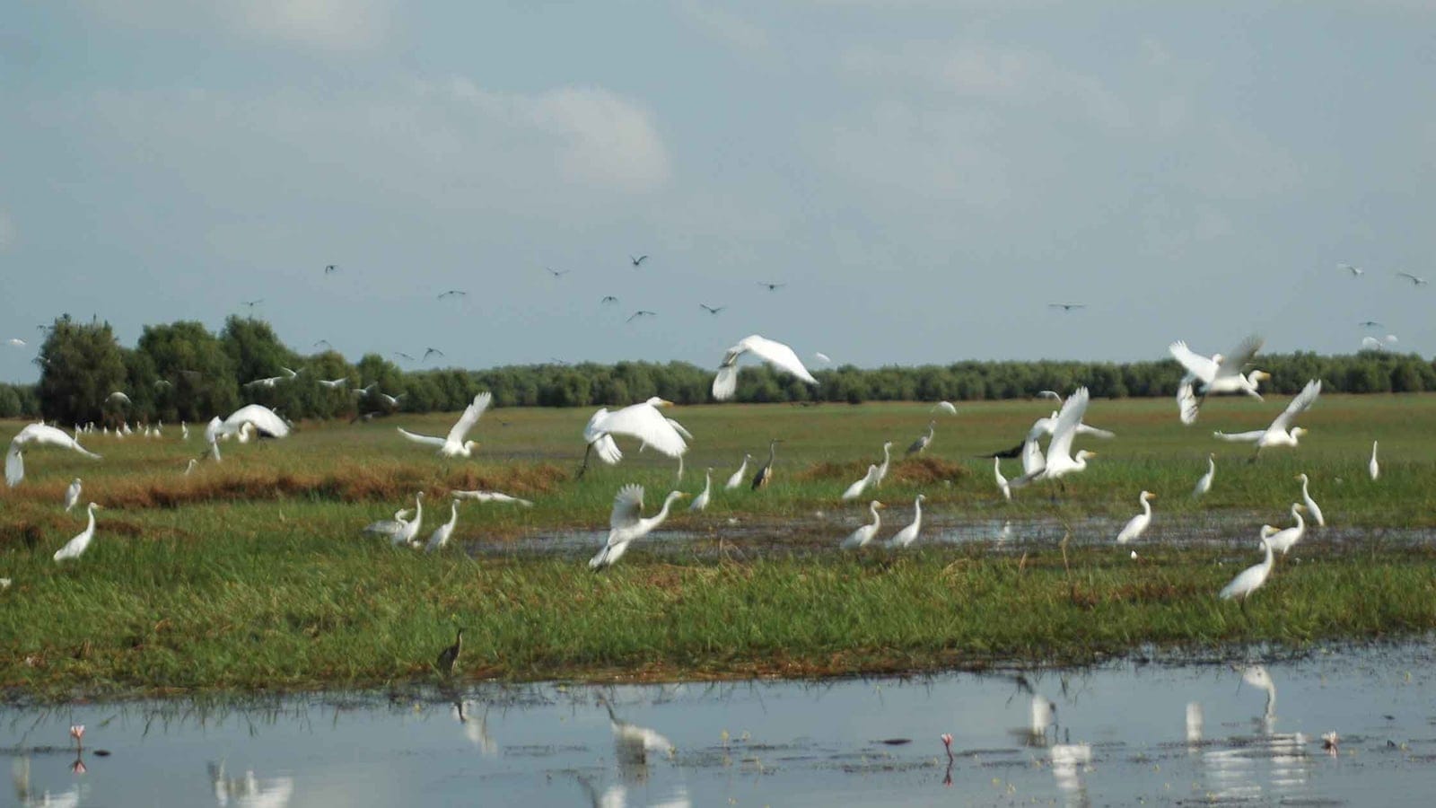 Egrets lifting off flooded grassland at Tram Chim National Park, Dong Thap, Vietnam.