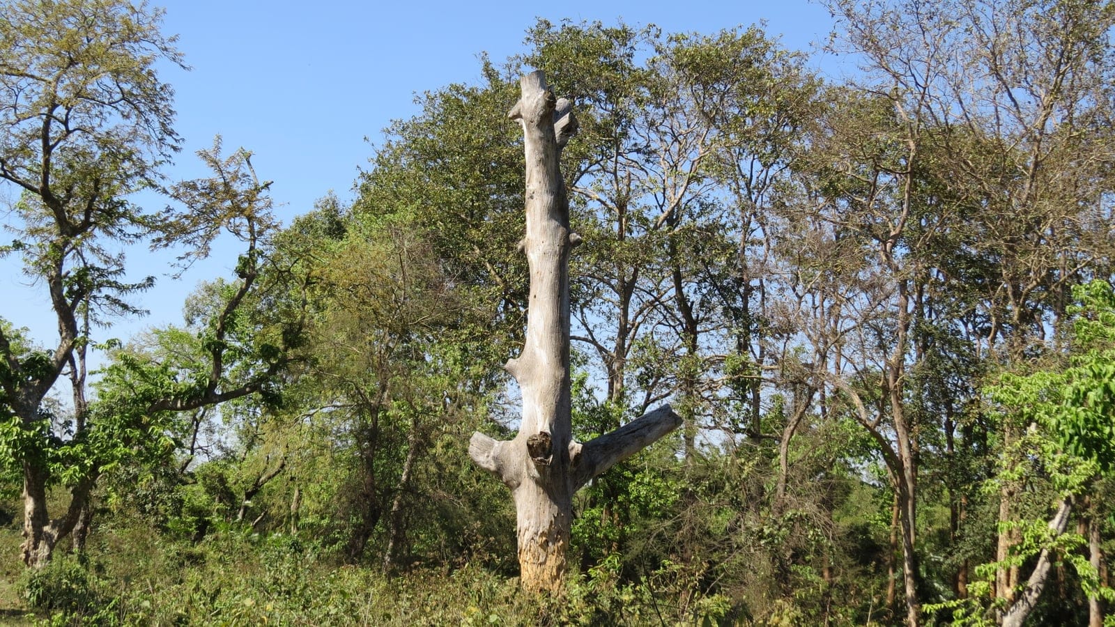 Bleached standing snag among leafing sal and mixed broadleaf trees in the terai of Uttar Pradesh, India.