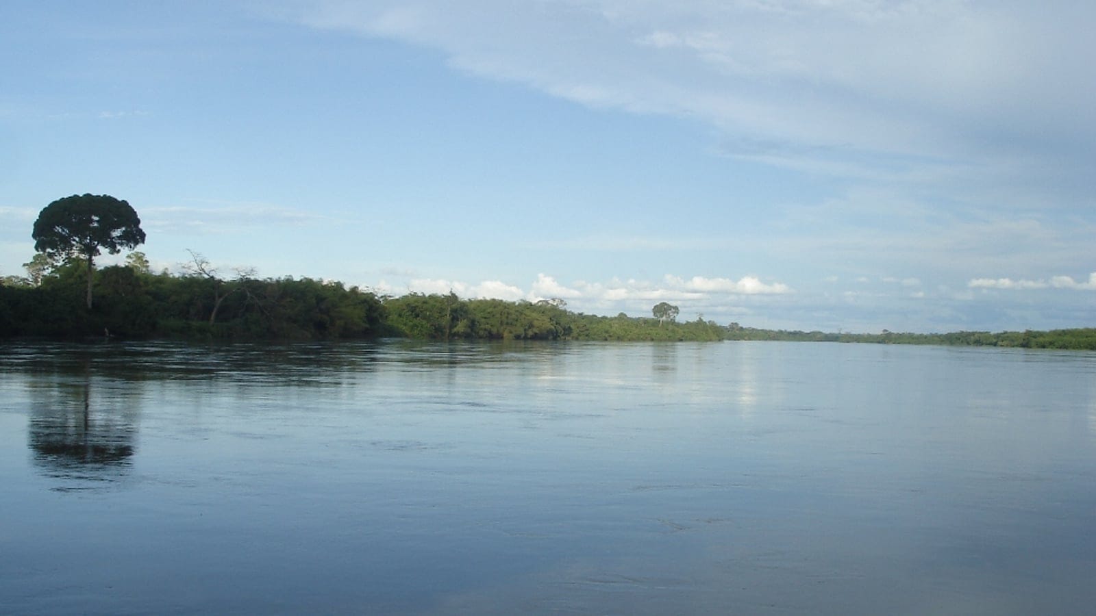 A broad slow river with a single emergent crown breaking the low forest line, western Congo Basin.