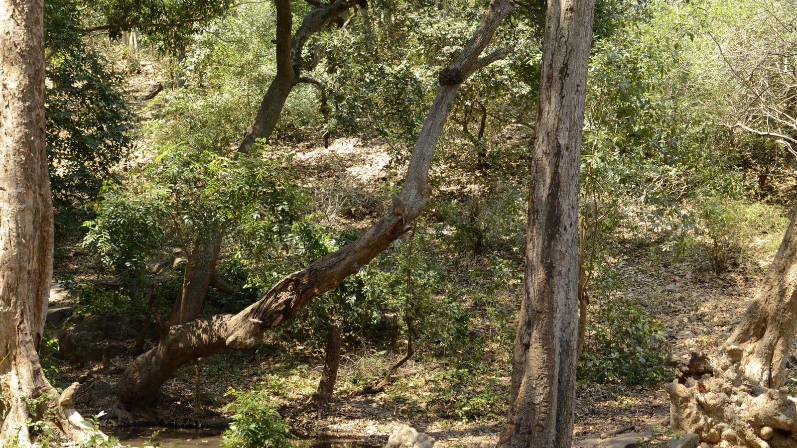 Bosque seco caducifolio en las colinas de Nallamala, en la meseta central del Decán.