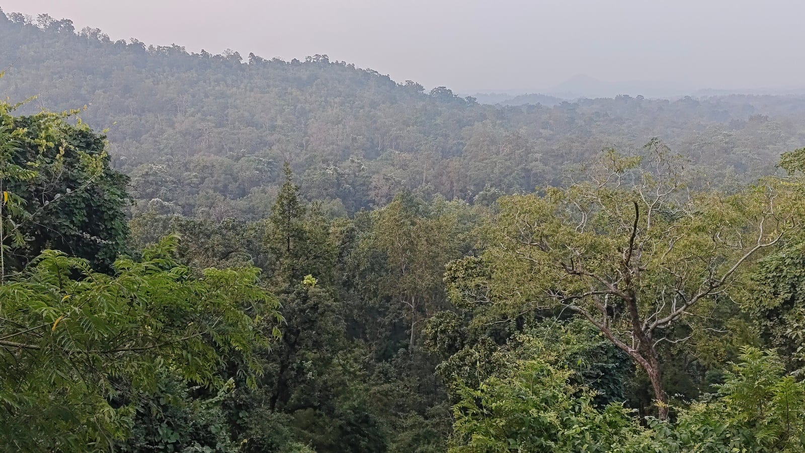 Dosel brumoso de bosque seco caducifolio sobre colinas bajas en el Parque Nacional de Betla, Jharkhand.