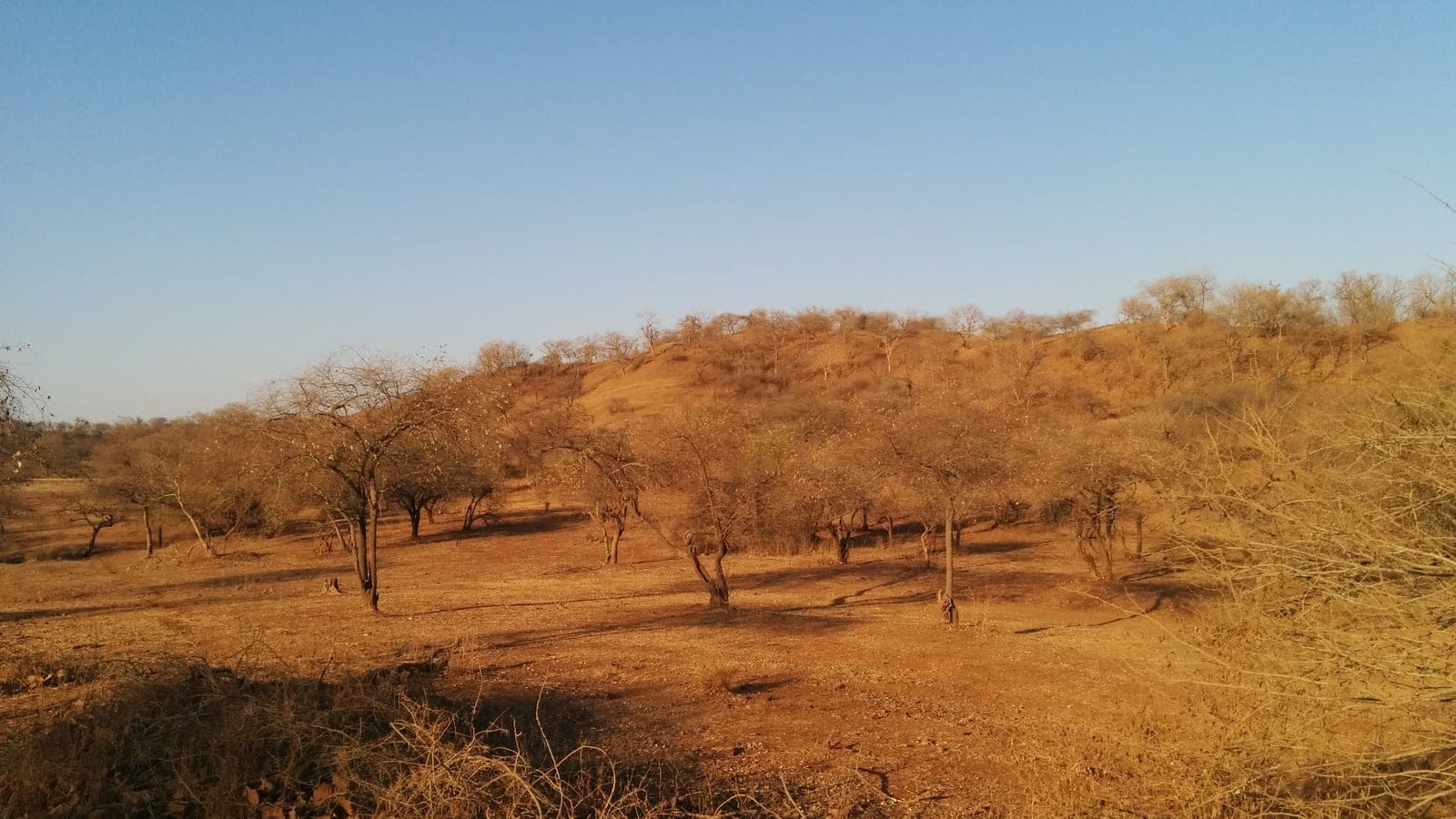Bosque abierto sin hojas en la estación seca sobre tierra roja en el bosque de Gir, Gujarat.