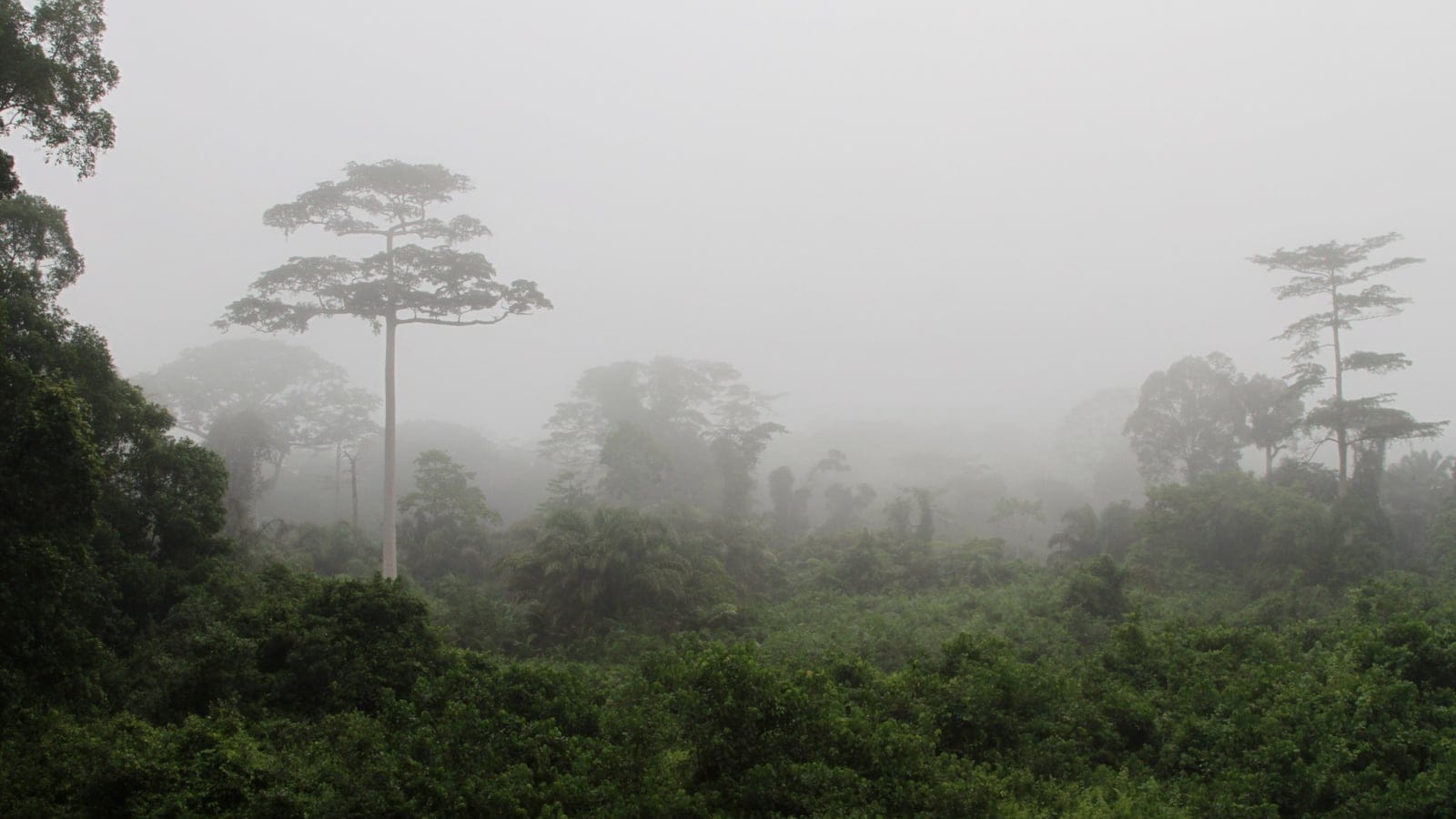 Fog drifting past emergent crowns over lowland rain forest canopy, Tai National Park, Cote d'Ivoire.