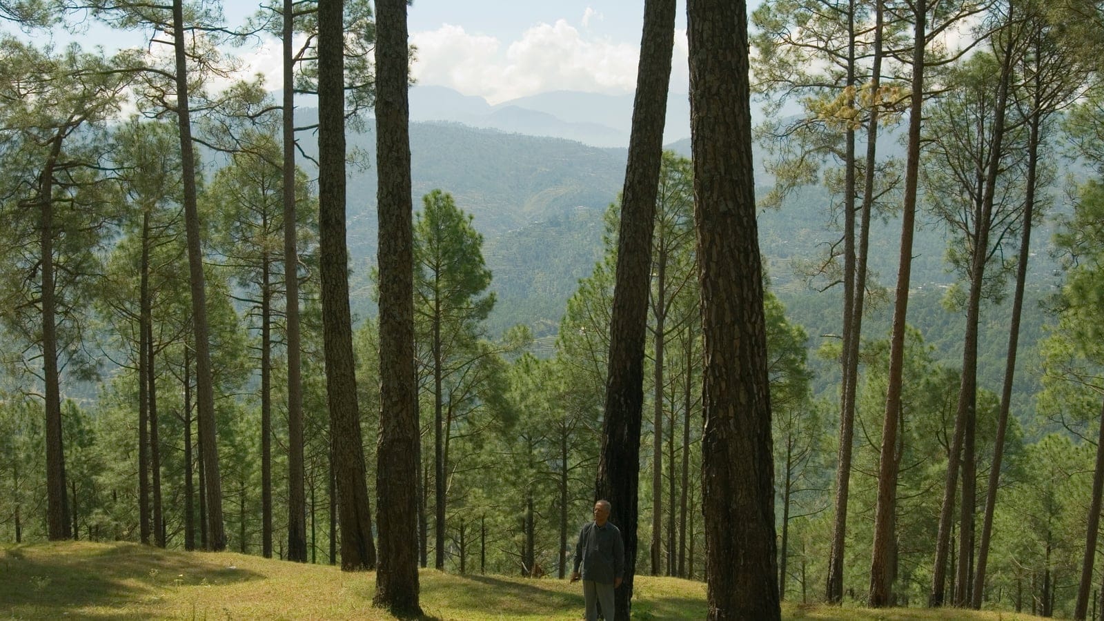 Chir pine trunks on a grassy slope above terraced Himalayan hills at Ranikhet, Uttarakhand.
