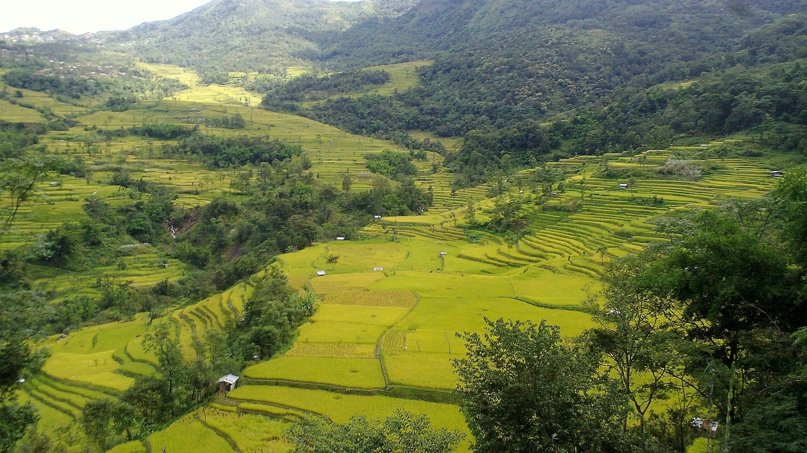 Ripening rice terraces stepped across hill slopes above remnant forest near Pfutsero, Nagaland, India.