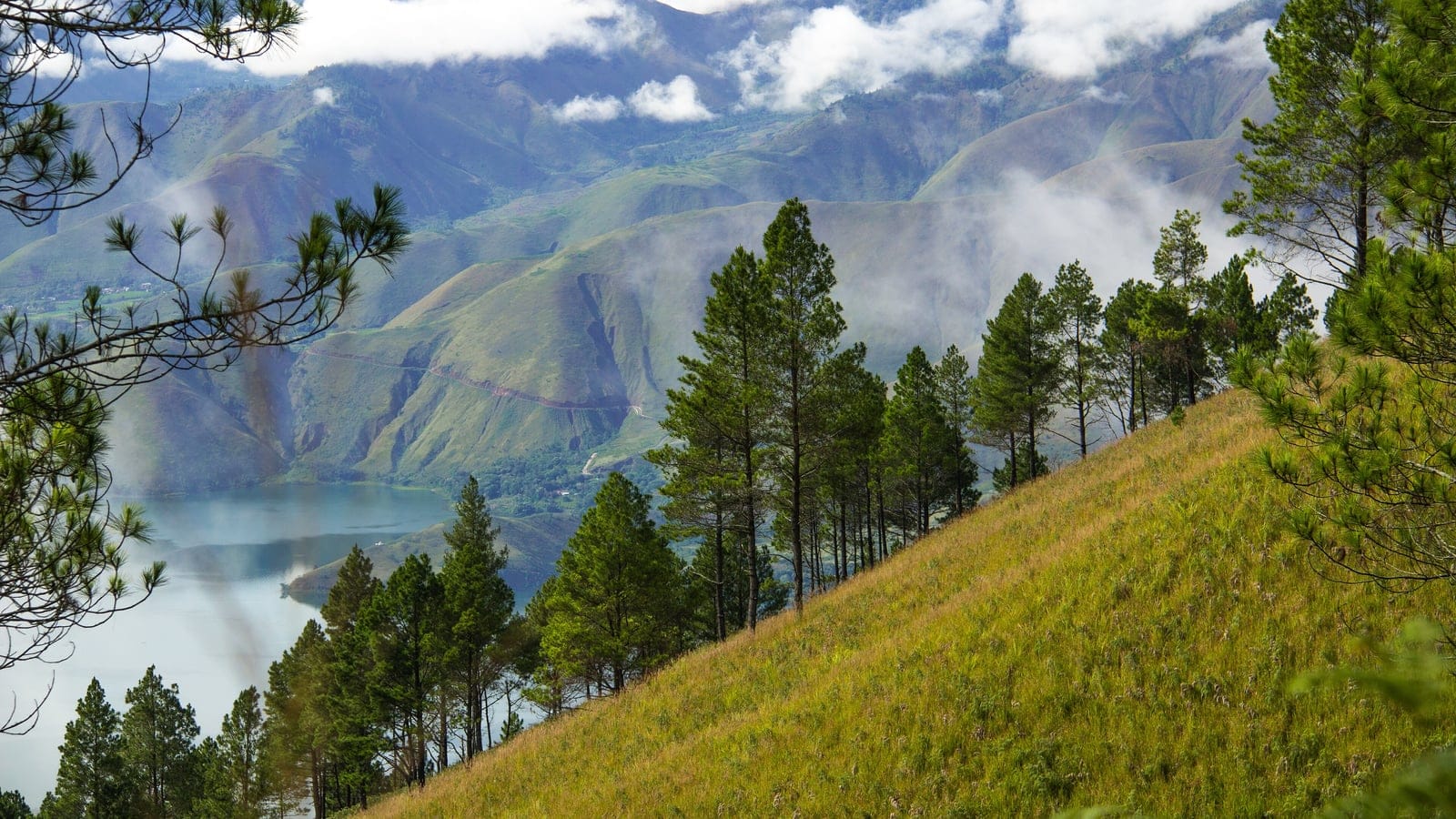 Sumatran pines on a grassy ridge above Lake Toba, North Sumatra, Indonesia.