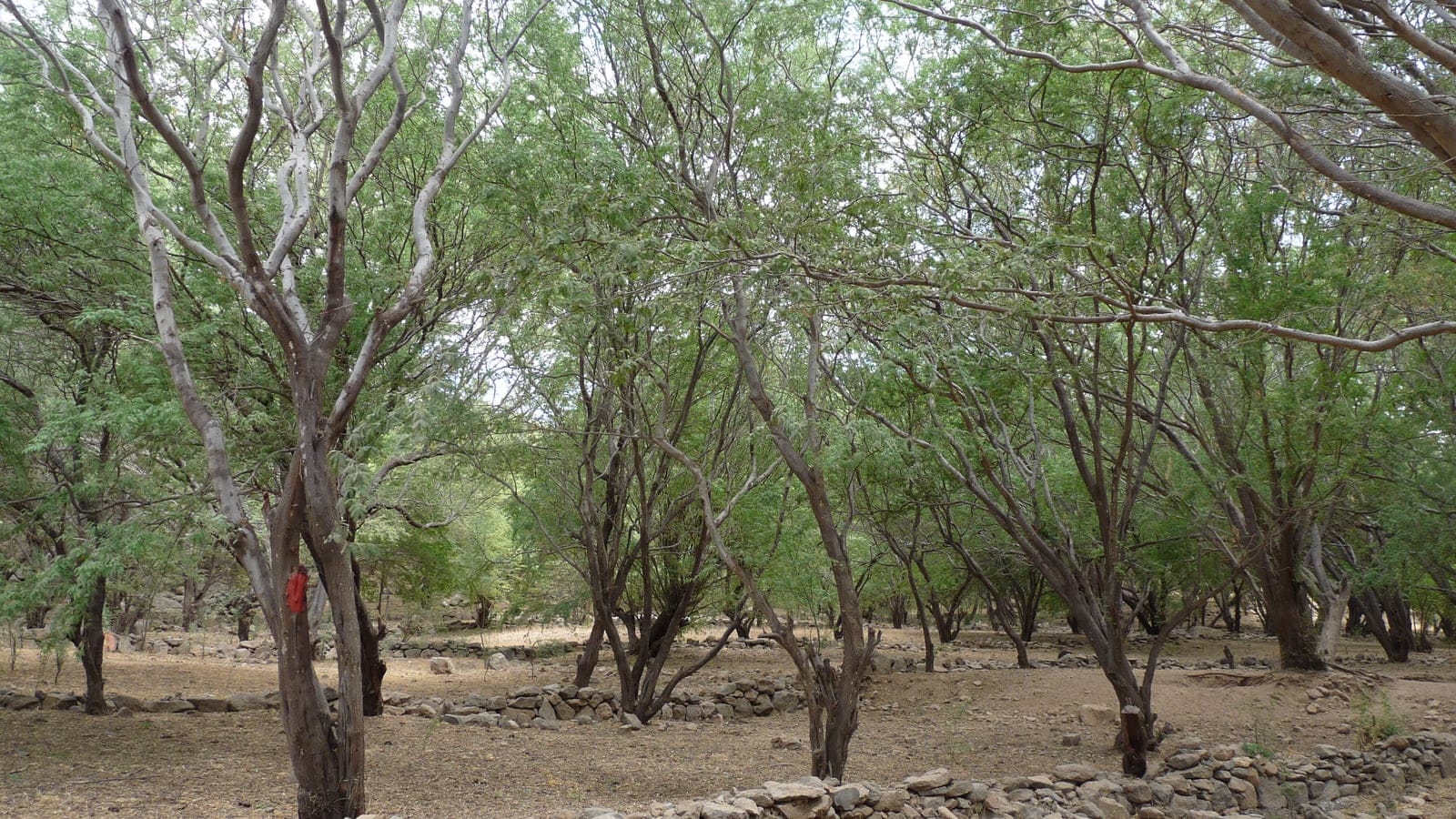 Acacia woodland near Tarrafal on Santiago Island, Cape Verde.