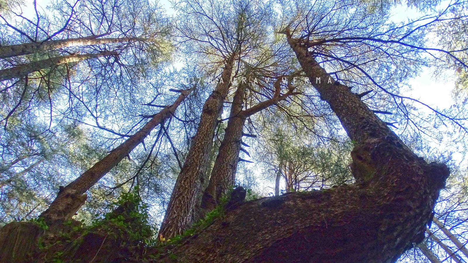 Conifer trunks and thin needle crowns seen from below against bright sky.