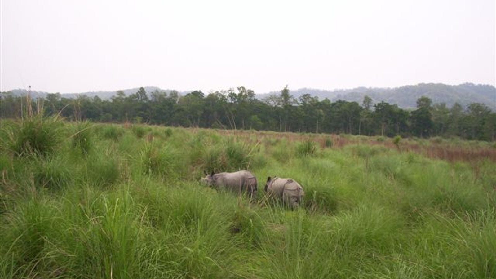 Two greater one-horned rhinos in tall elephant grass before a sal forest band, Chitwan, Nepal.