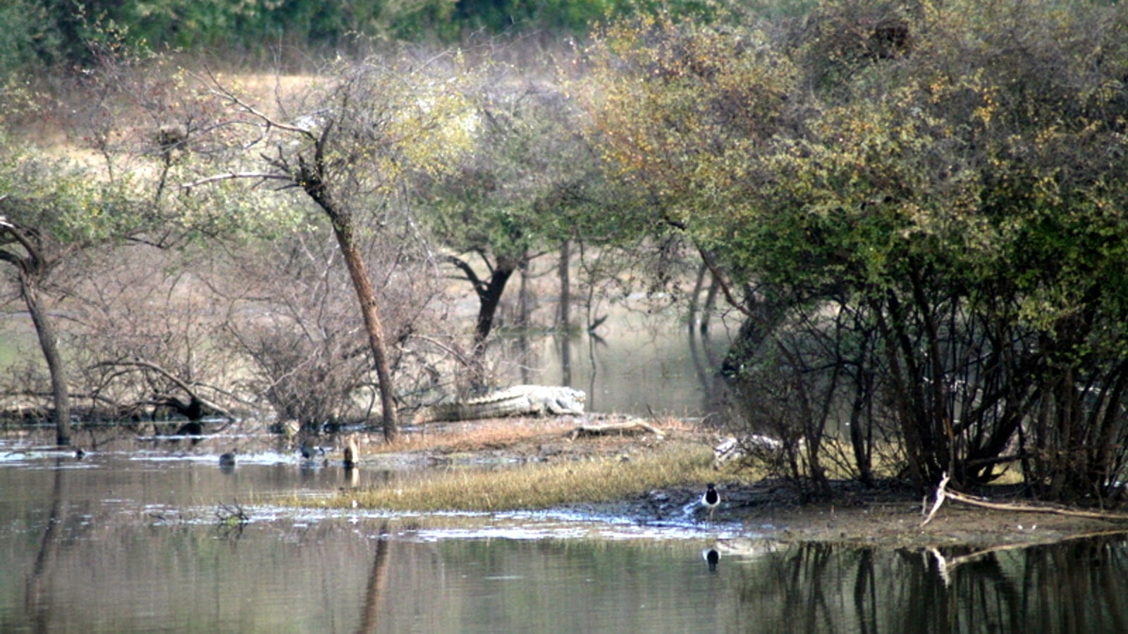 Mugger crocodile basking below thorny scrub at a waterhole in Sariska Tiger Reserve, Rajasthan.