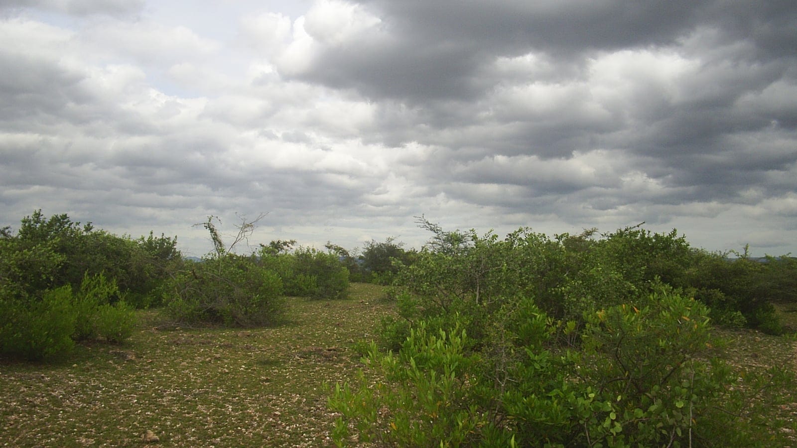 Low green thorn scrub over pale gravelly ground under monsoon cloud, Sri Lankamalleswara, India.