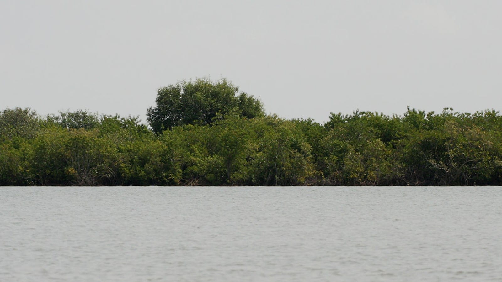 A low mangrove fringe along open tidal water in Krishna Wildlife Sanctuary, Andhra Pradesh.