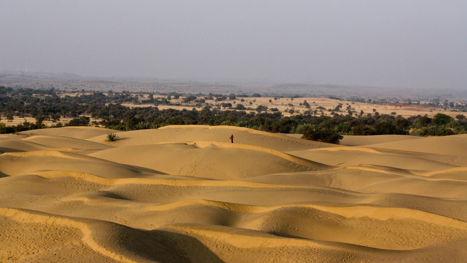 Rippled bare dunes running up to a belt of thorn trees in the Thar Desert, Rajasthan, India.