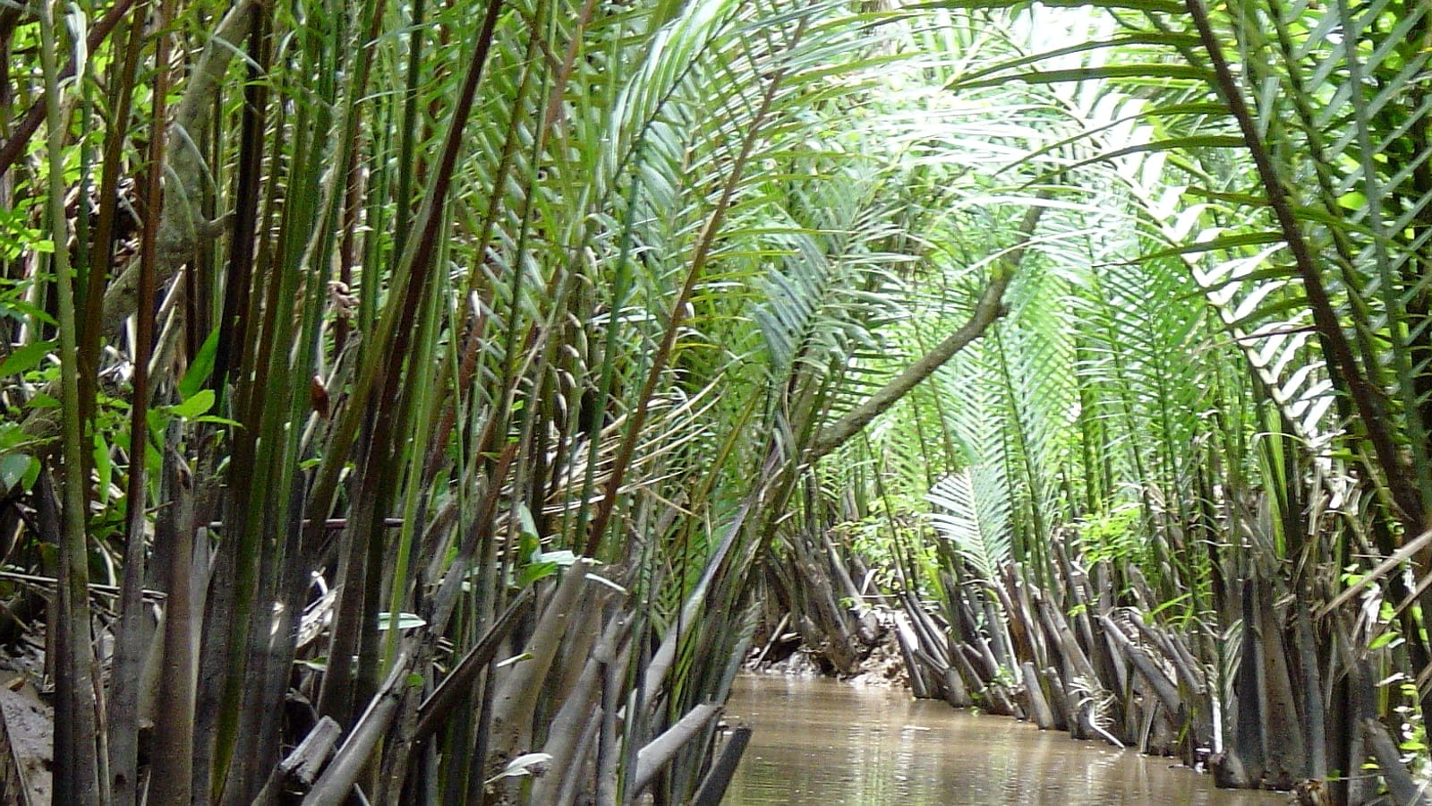 Nipa palms crowding a tidal channel in the Mekong Delta, Vietnam.