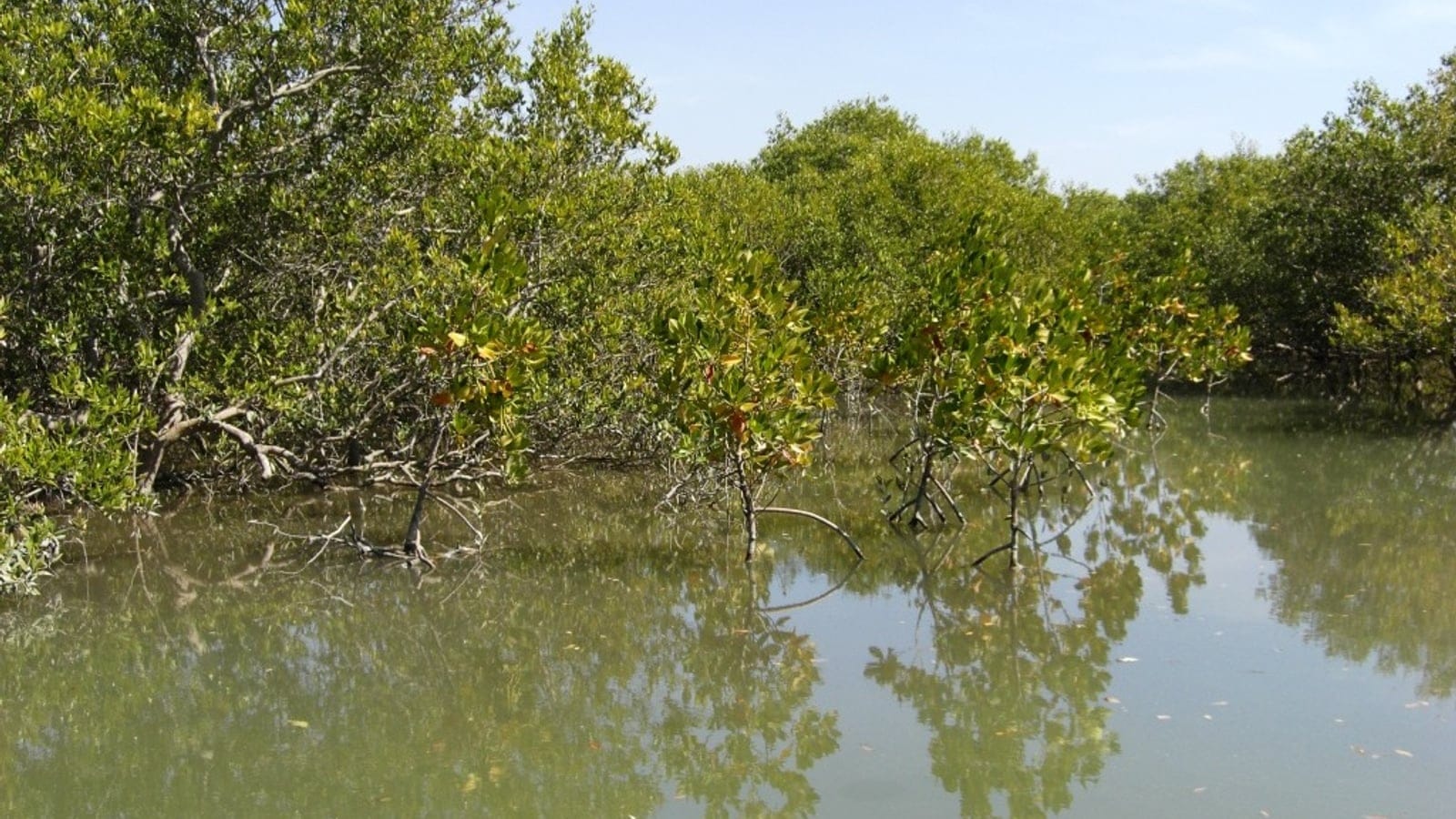 Low mangroves standing in shallow tidal water at Keti Bandar, Indus delta, Pakistan.