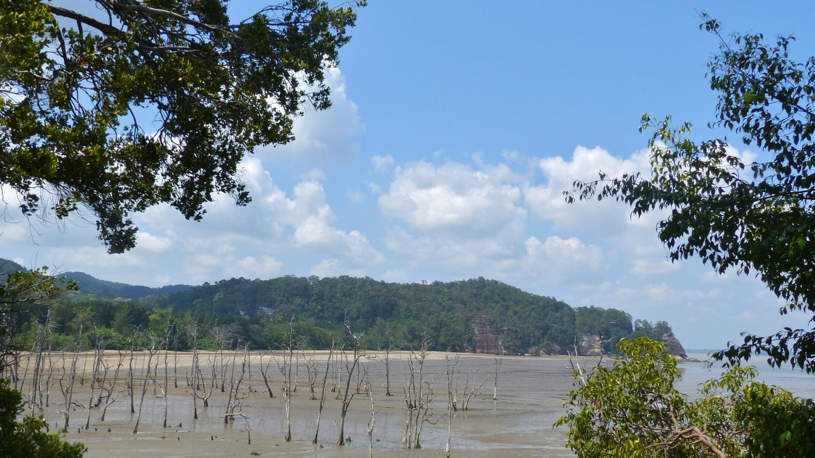 Leafless mangrove saplings on a tidal mudflat below a forested sandstone headland, Bako National Park, Sarawak.