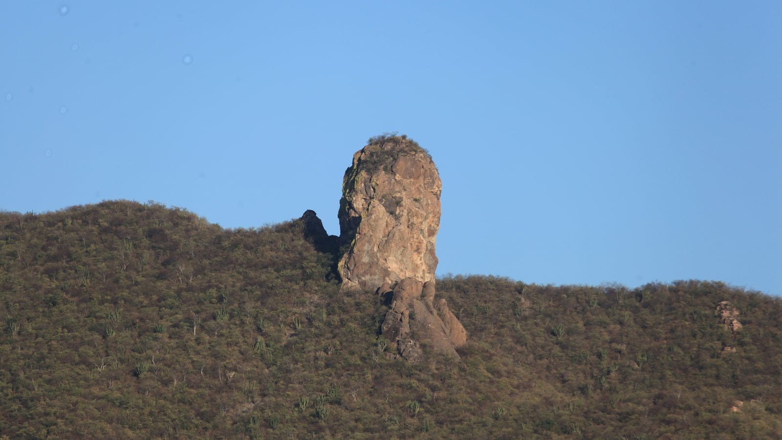 Columnar cacti and thorn scrub on a hillside below a rock pinnacle near El Fuerte, Sinaloa, Mexico.