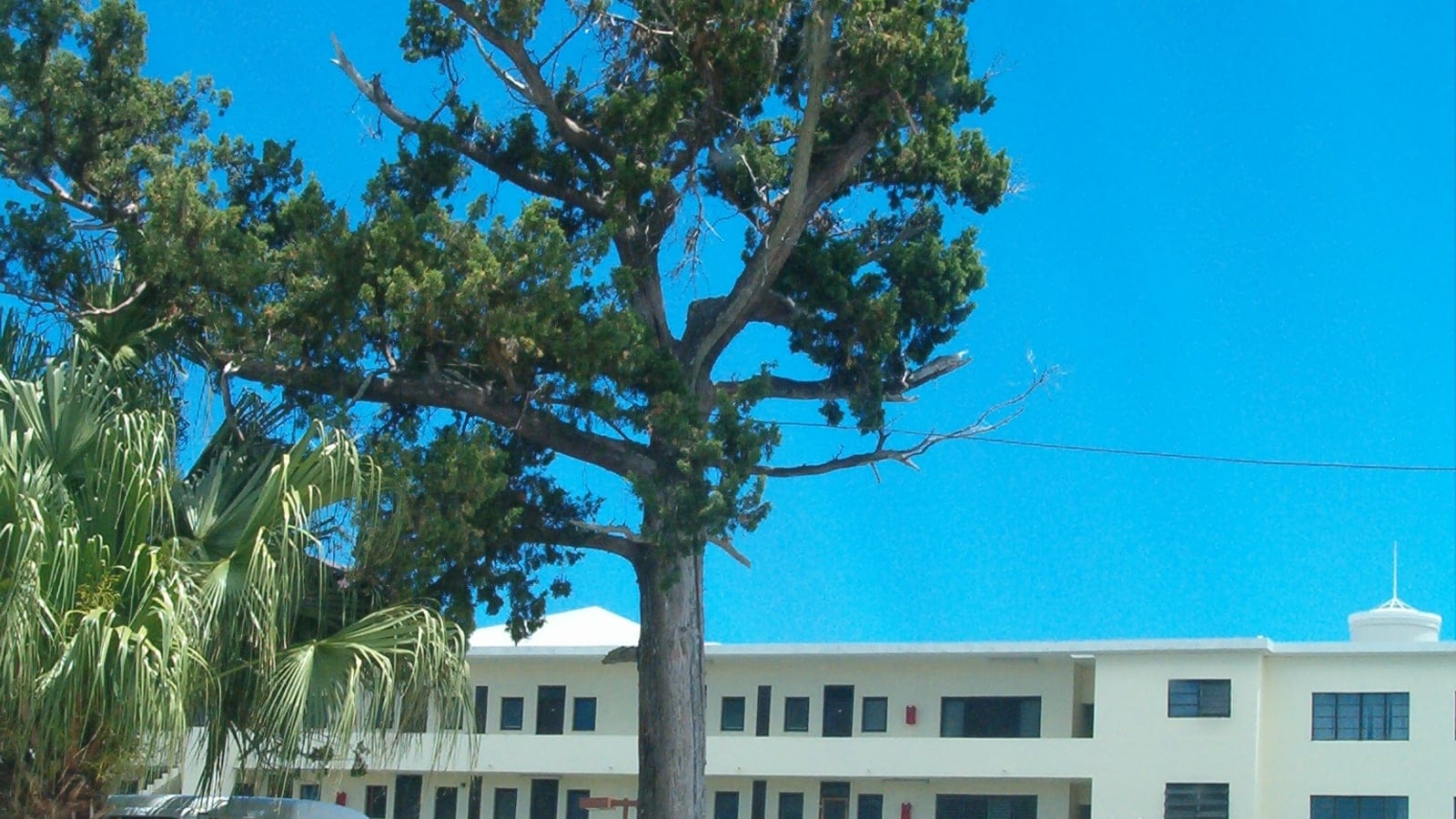 Bermuda cedar with a partly bare crown beside a two-storey building at Pembroke, Bermuda.
