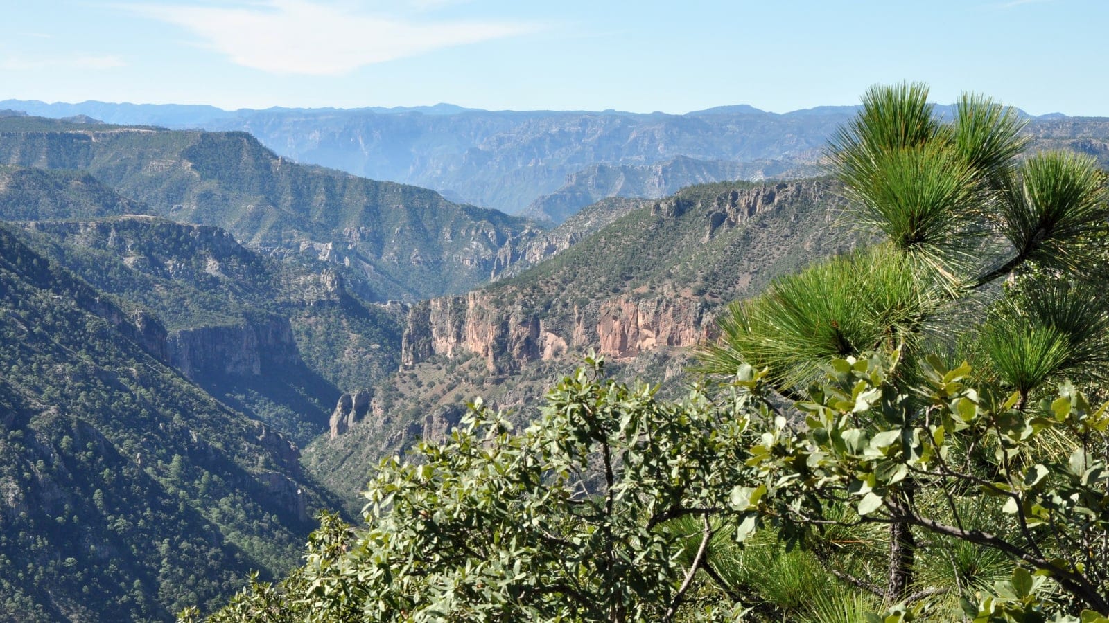 Pine and oak foliage above a canyon of wooded slopes and pink cliff bands, Sierra Madre Occidental, Chihuahua, Mexico.