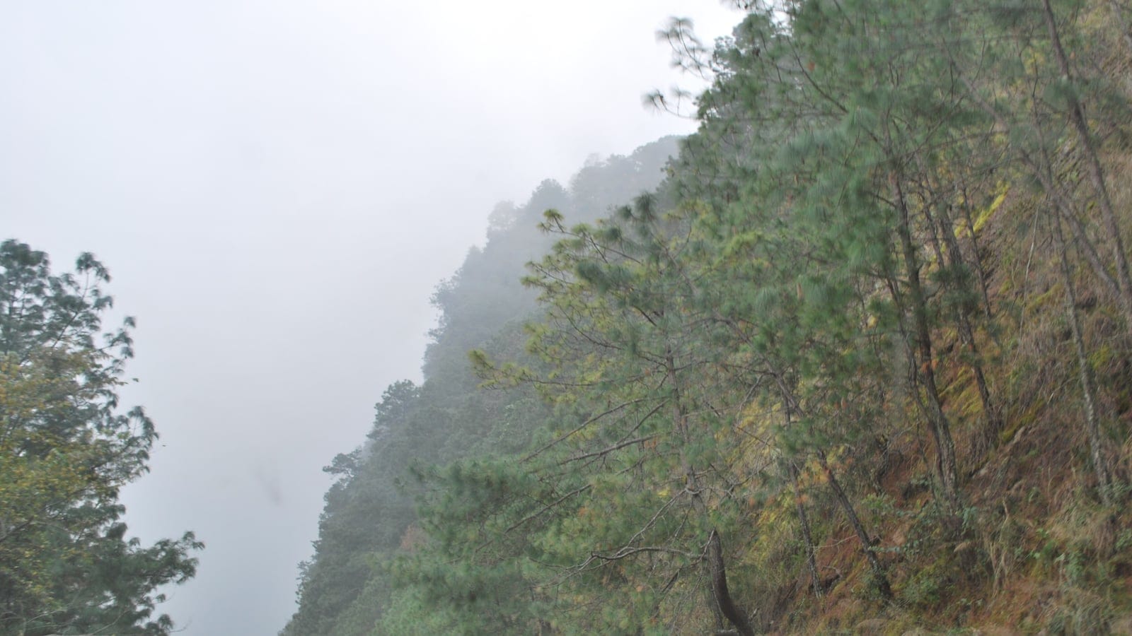 Pines on a near-vertical slope disappearing into fog, Sierra Norte de Puebla, Mexico.