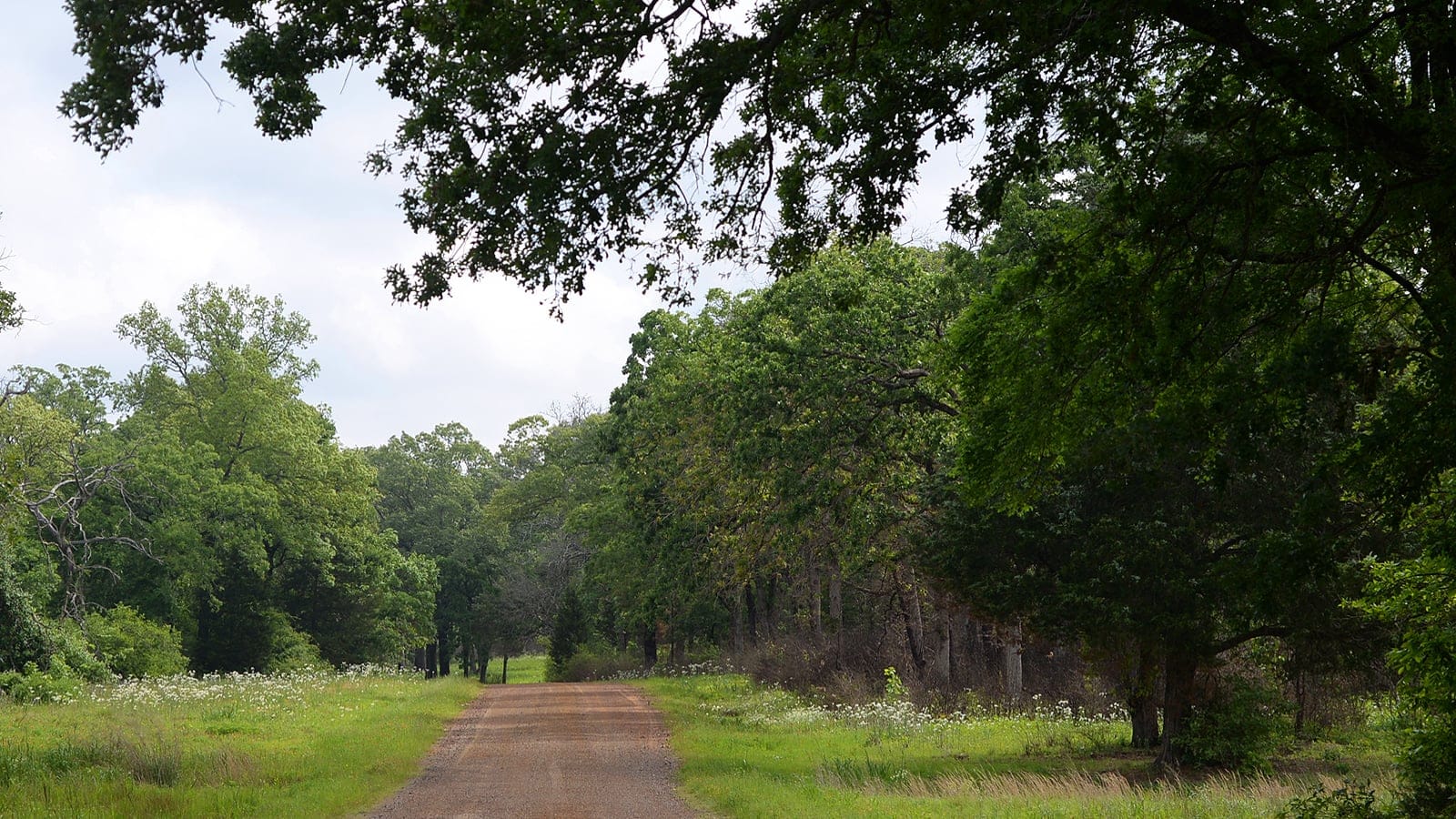 Post oak woodland and flowering grassy verges along a sand road at Gus Engeling Wildlife Management Area, Texas.