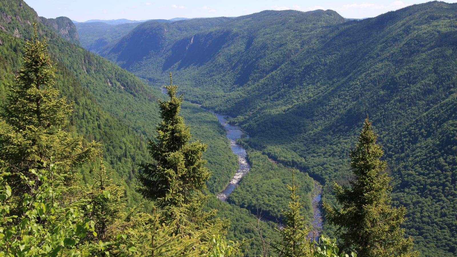 Balsam fir and white birch forest above the rapids of the Jacques-Cartier River, Laurentides, Quebec.