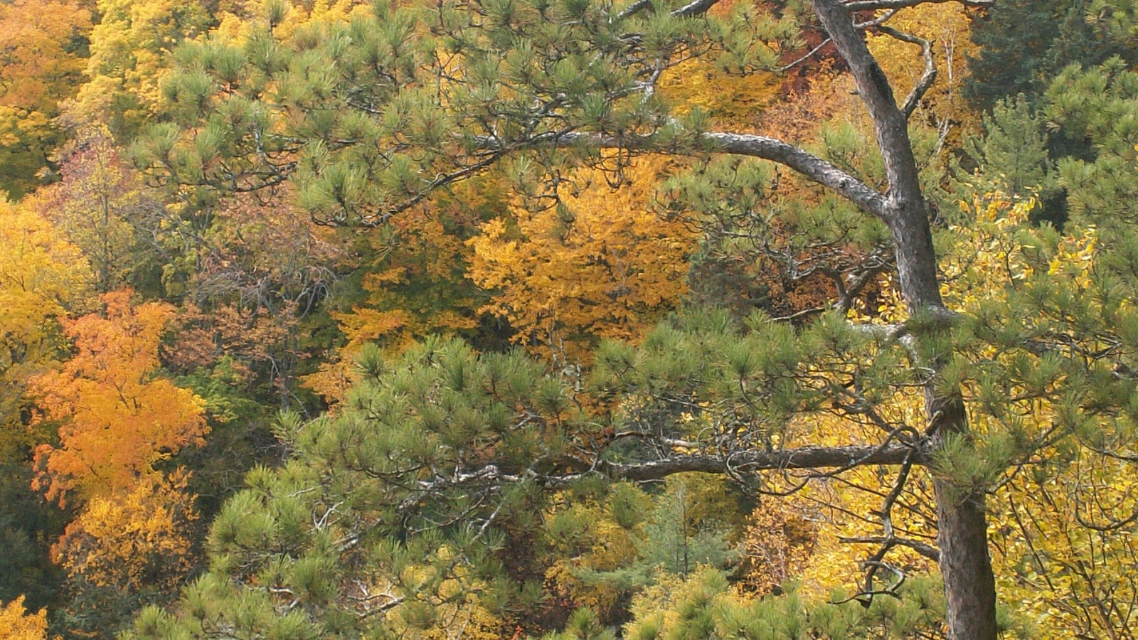 A red pine crown spreading across a hillside of yellow and orange autumn hardwoods, Cap Tourmente, Quebec.