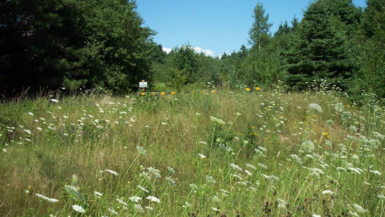 Queen Anne's lace and grasses on a roadside verge below mixed forest at Iona, Prince Edward Island.