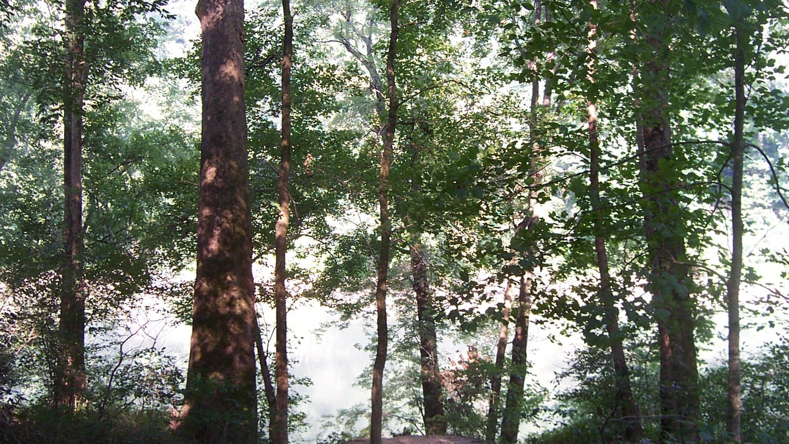 Backlit hardwood trunks and leafy canopy above a bright river reach in Mammoth Cave National Park, Kentucky.