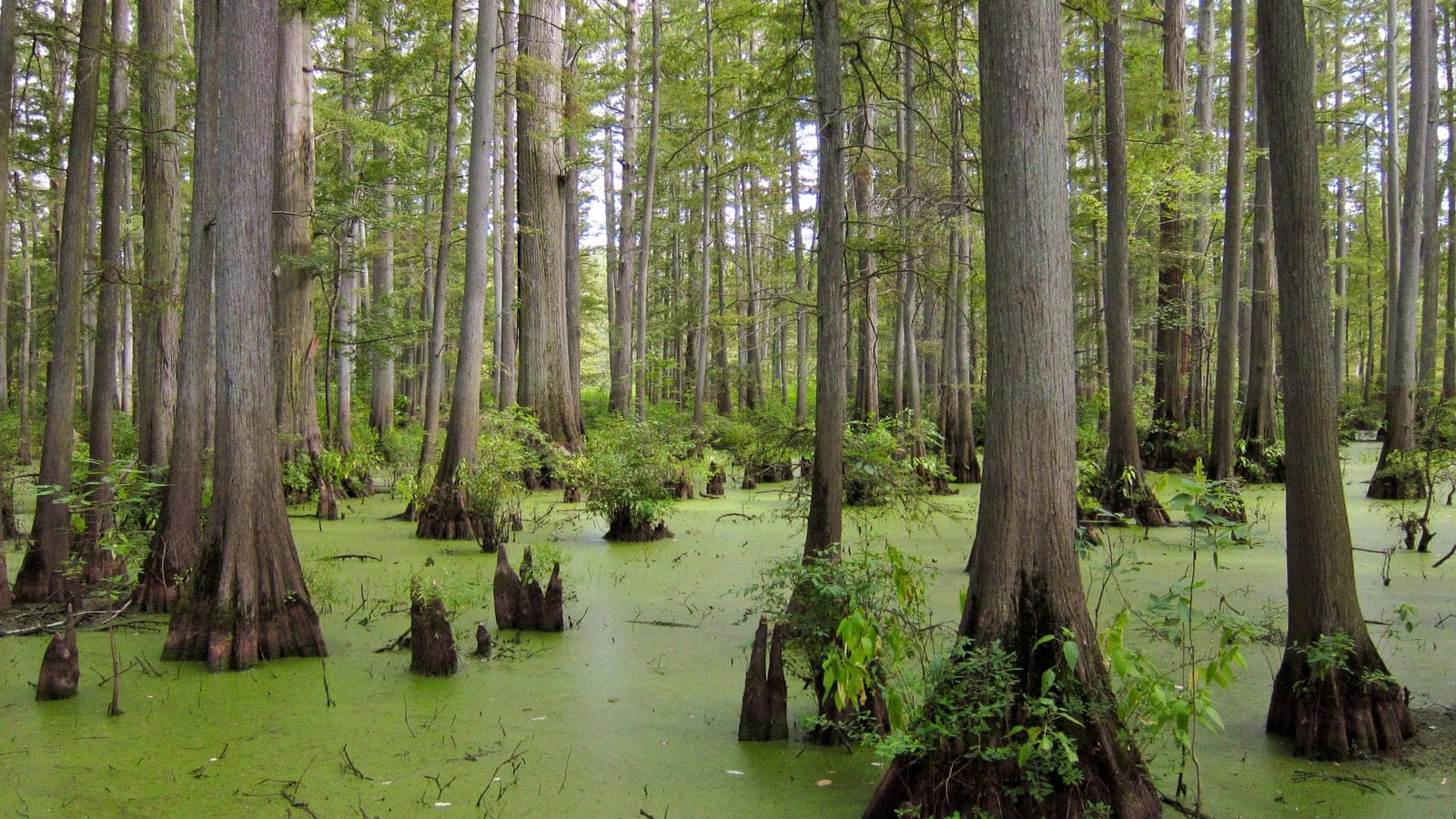 Bald cypress trunks and knees in duckweed-covered water at Heron Pond, southern Illinois.
