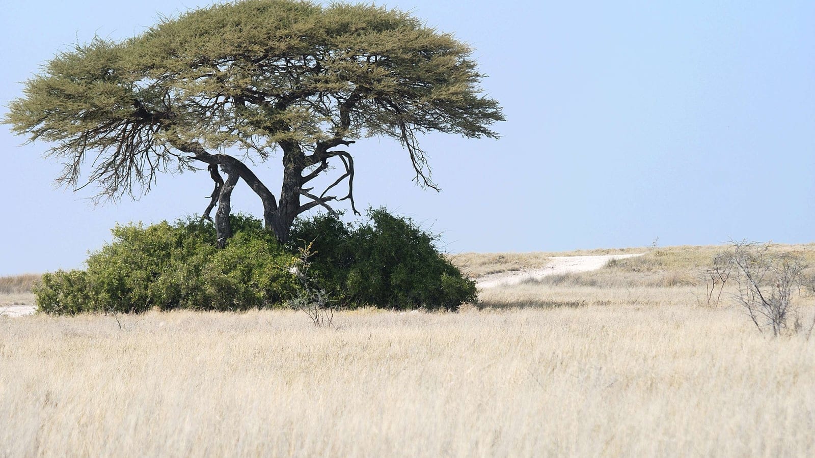 Dry grassland with scattered woody cover at Etosha, Namibia.