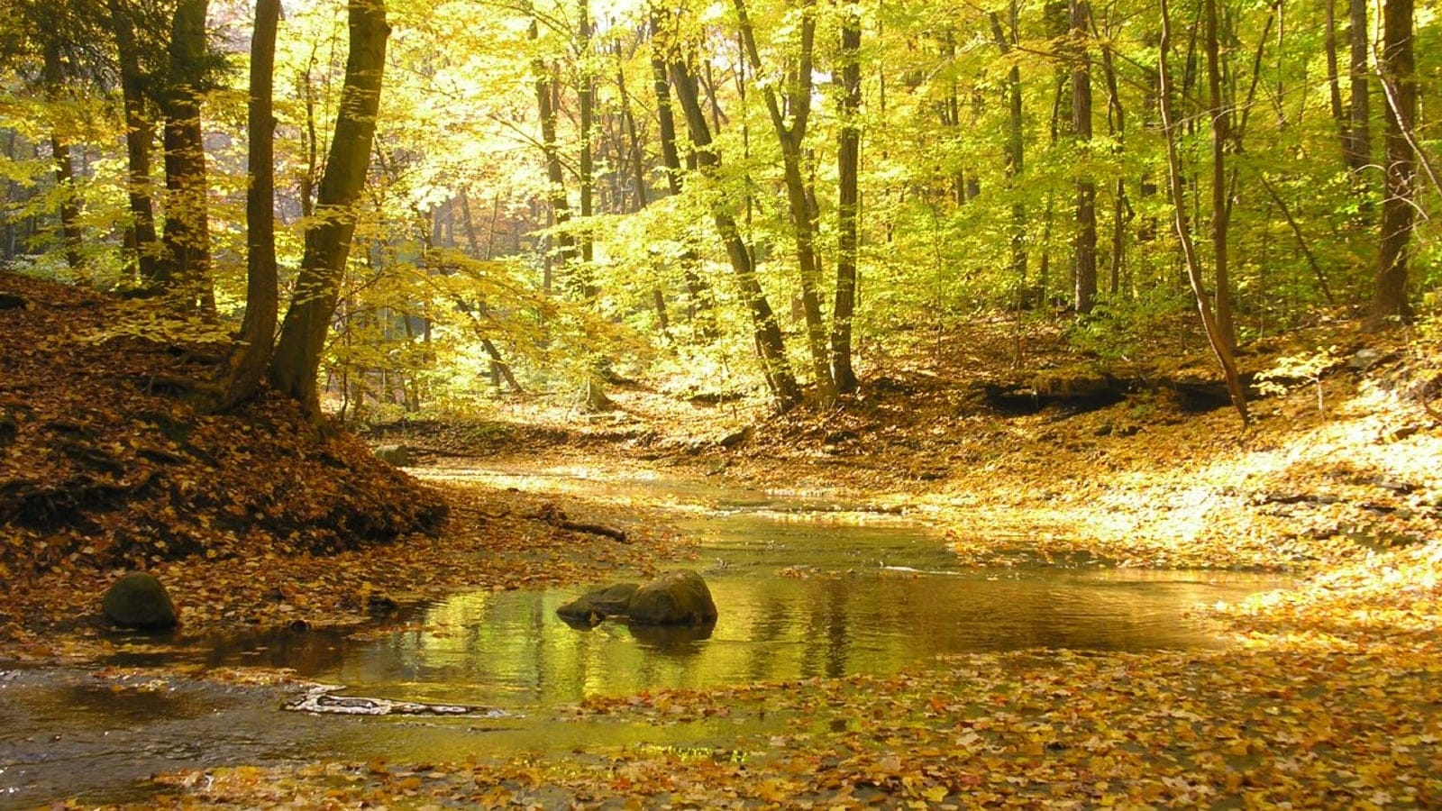 Dosel amarillo de otoño y hojarasca amontonada a lo largo de un arroyo poco profundo, South Chagrin Reservation, Ohio.
