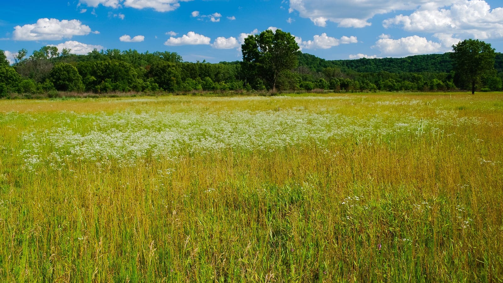 Open oak barrens habitat at Mazomanie Oak Barrens, Wisconsin: prairie grasses and wildflowers in the foreground, scattered bur oaks across a savanna mosaic, with a forested ridge along the background.