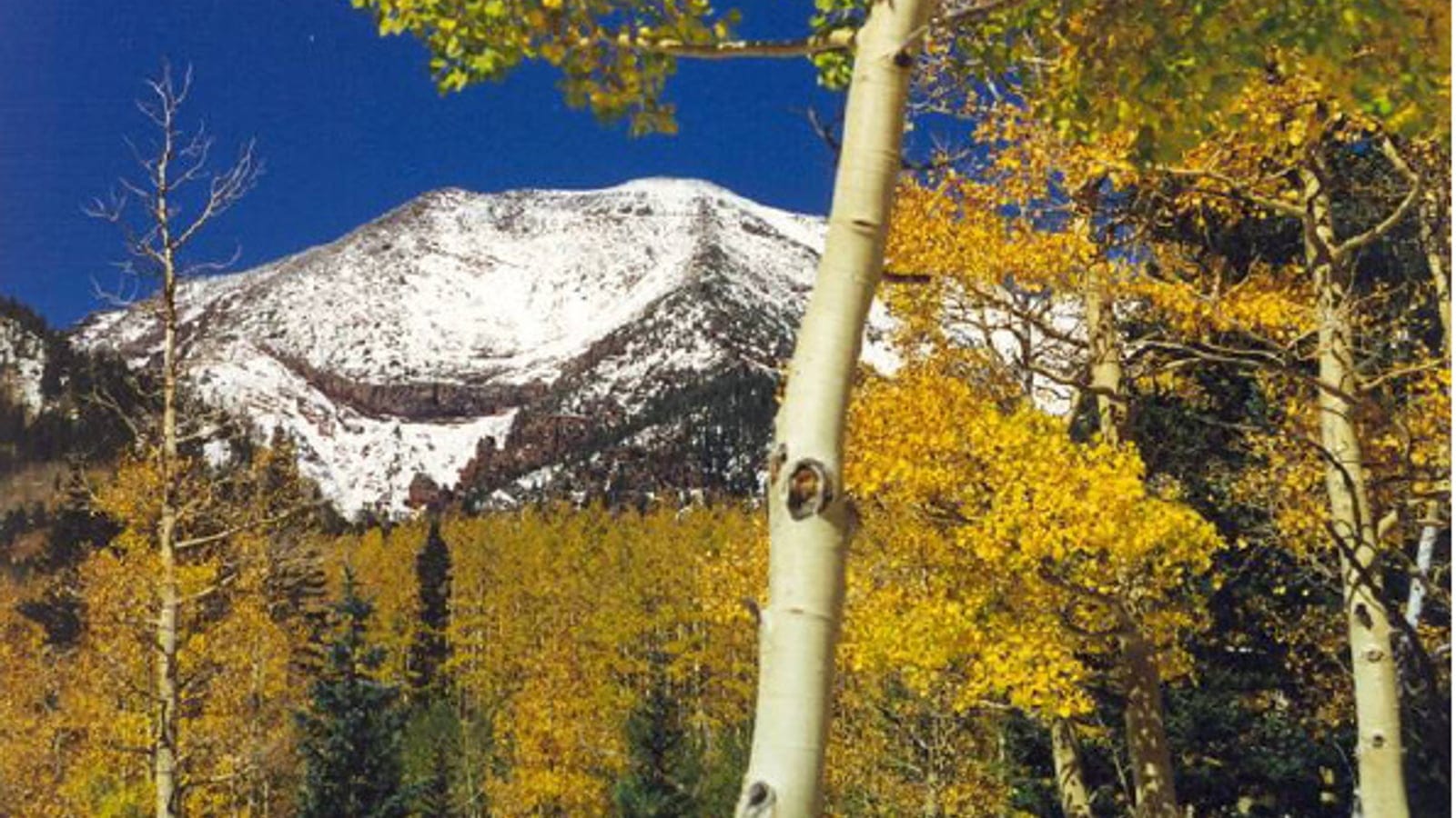 Aspen and conifer forest near Humphreys Peak, Arizona.