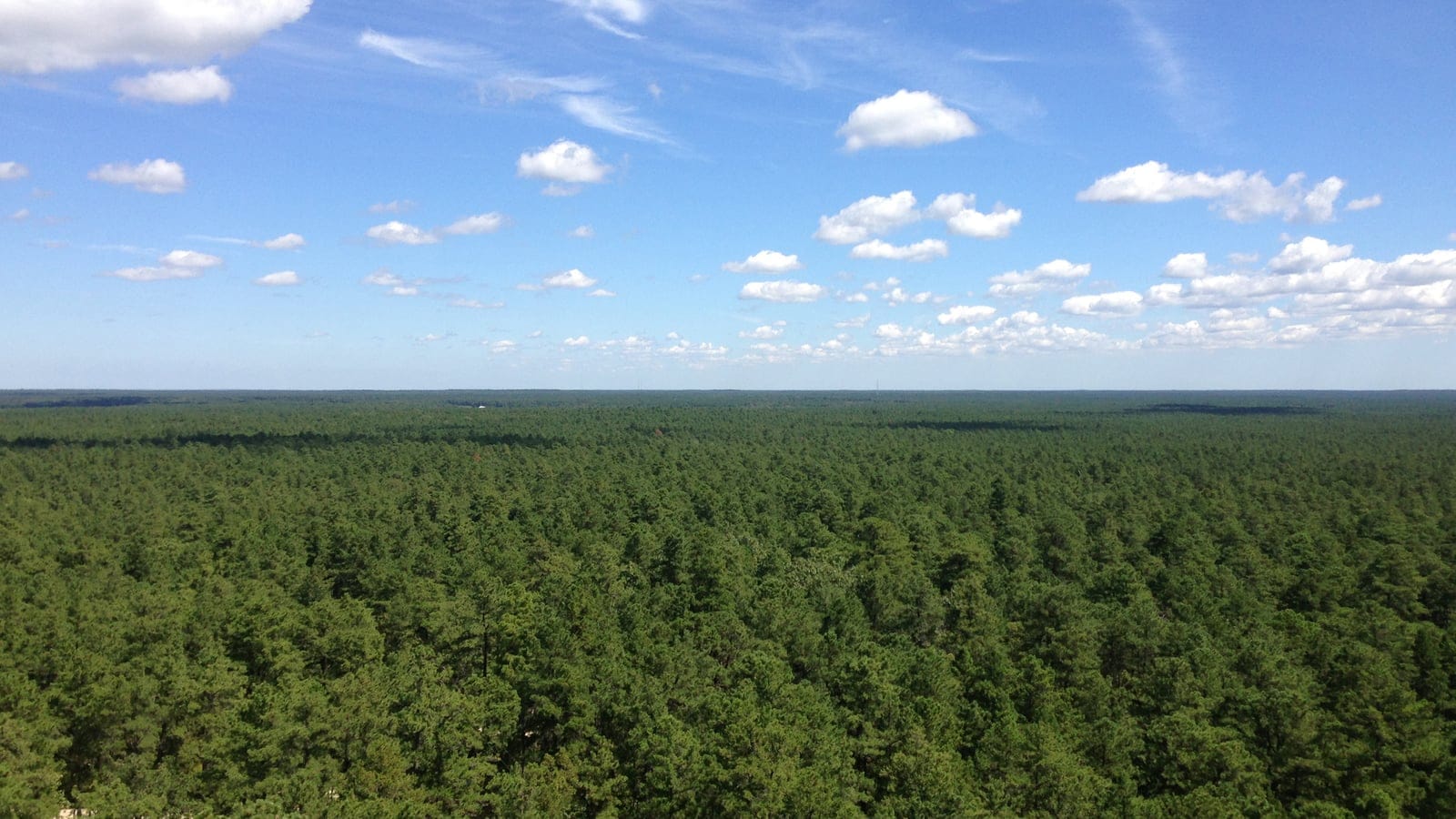 Pitch pine forest canopy in the New Jersey Pine Barrens viewed from Apple Pie Hill.