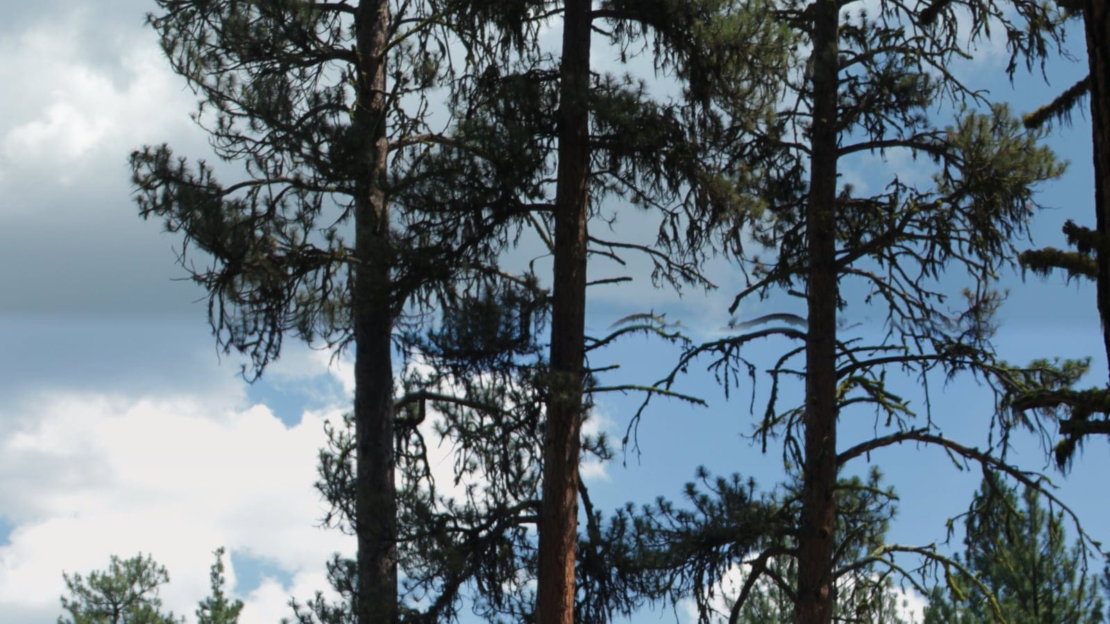Ponderosa pines at Rock Springs Campground in Malheur National Forest, Oregon.