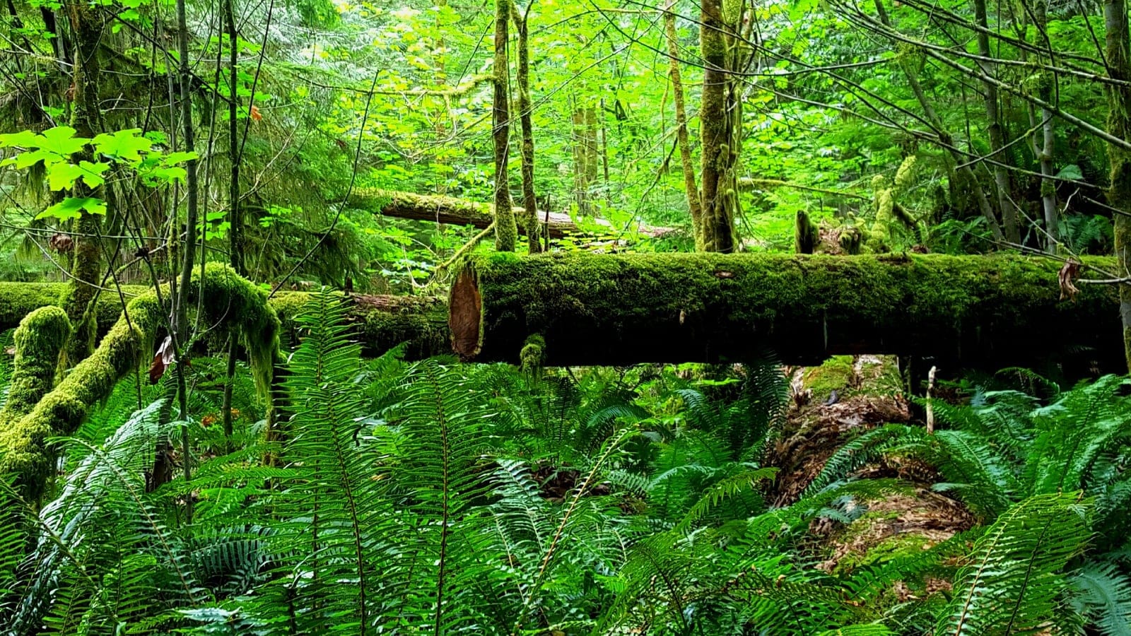 Old-growth coastal conifer rainforest on Vancouver Island.