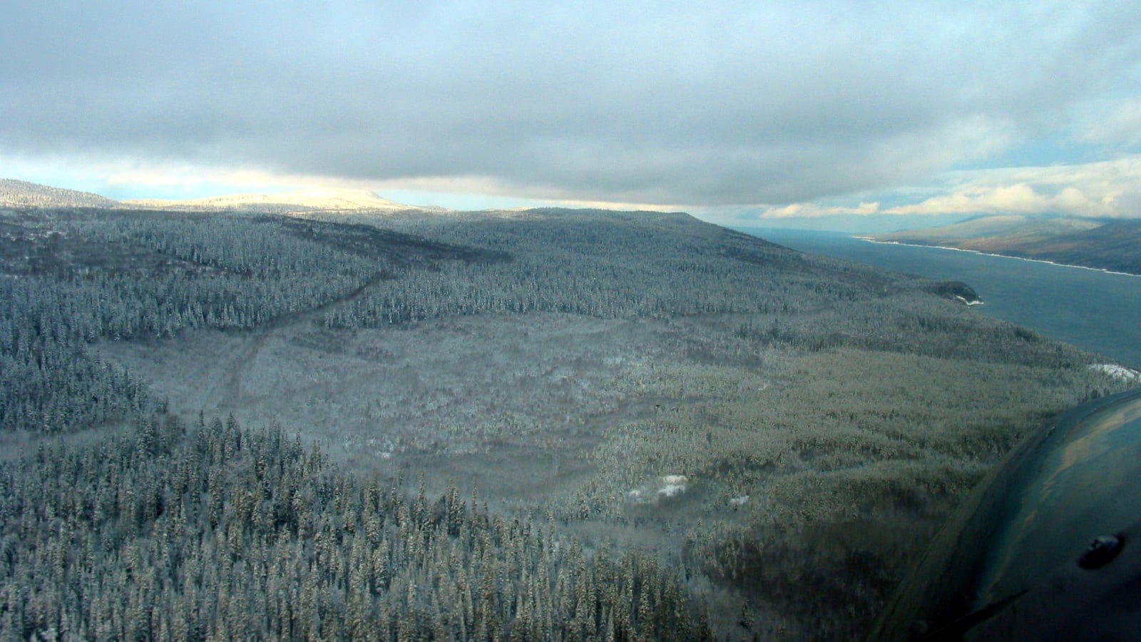 Hoar-frosted spruce forest running down to the shore of Williston Lake, Omineca Mountains, British Columbia.