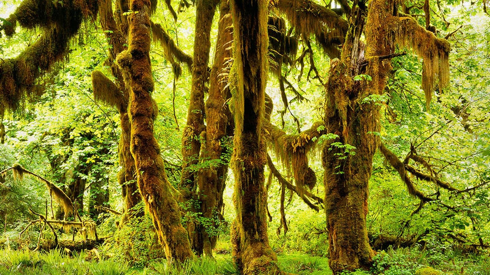 Lush bigleaf maple and rainforest vegetation in the Hoh rainforest of the Pacific Northwest.