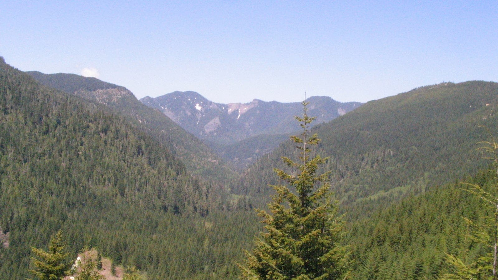 Dense conifer forest in Santiam State Forest, Oregon, within the central-southern Cascades.