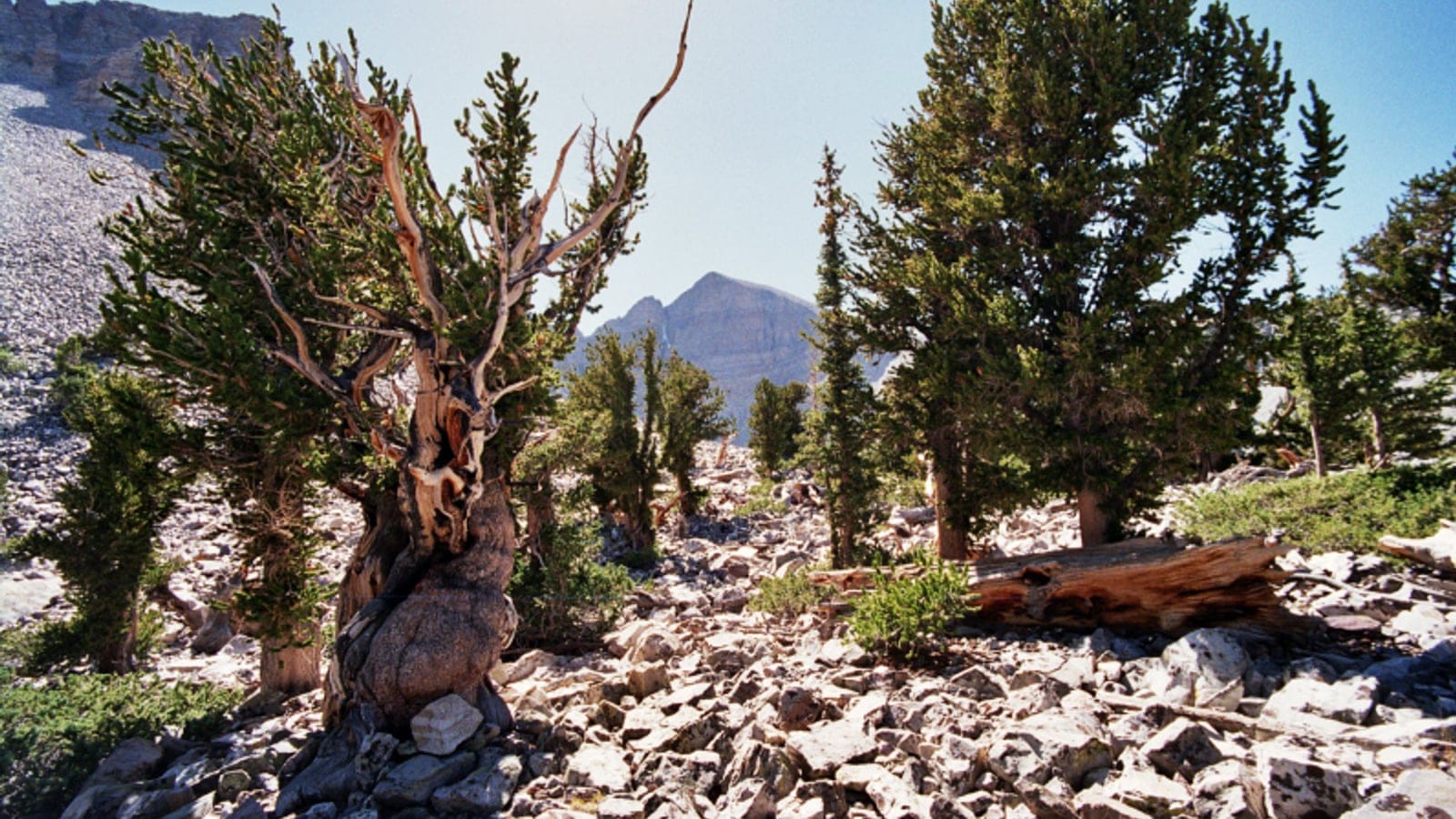 Ancient bristlecone pine on limestone scree below Wheeler Peak, Great Basin National Park, Nevada.