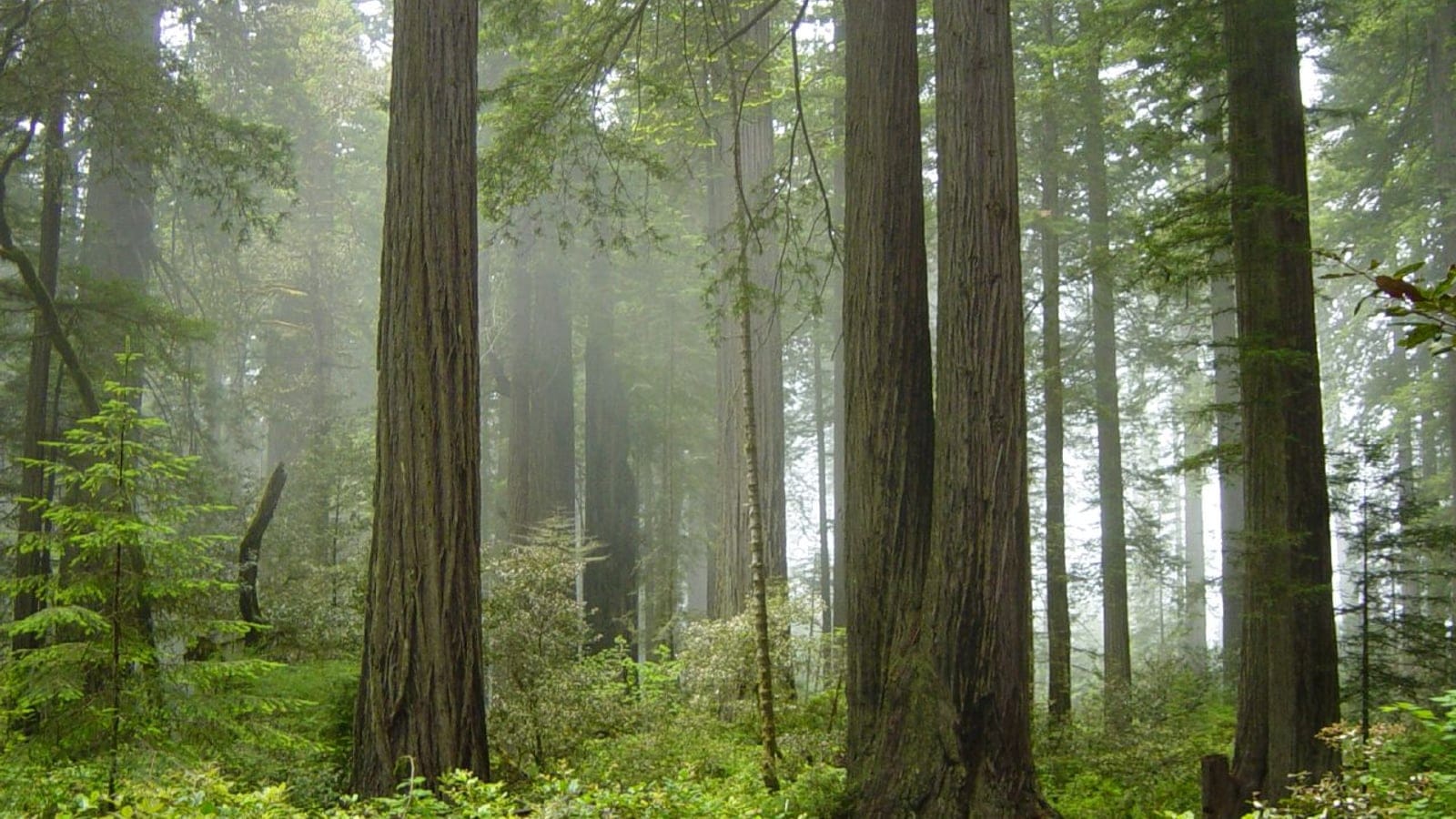 Coast redwood trunks in fog above a fern and sorrel floor, Redwood National Park.