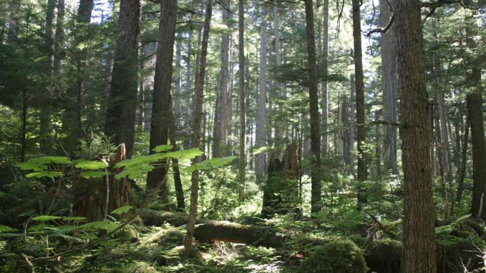 Old-growth spruce and hemlock over devil's club and ferns on Douglas Island, Tongass National Forest, Alaska.