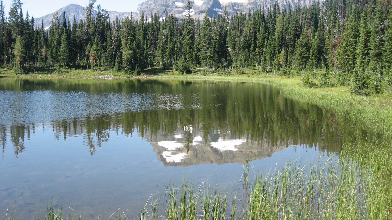 Subalpine fir and spruce ringing a sedge-fringed pond below the Waterton peaks, Alberta.