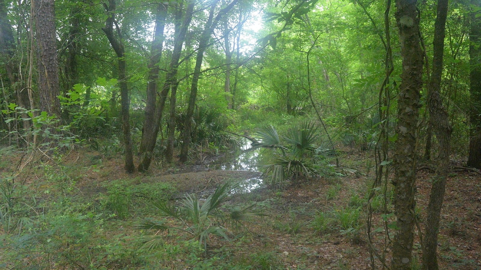 Palmito enano y frondosas alrededor de un brazo pantanoso poco profundo en el parque estatal Lake Livingston, Texas.