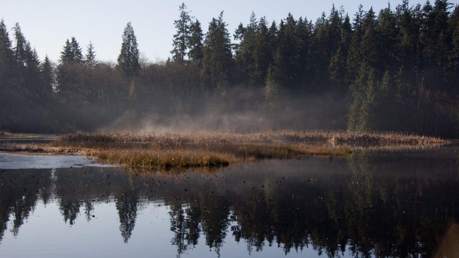 Mist over a marshy lake below conifer forest at Beaver Lake, Vancouver.